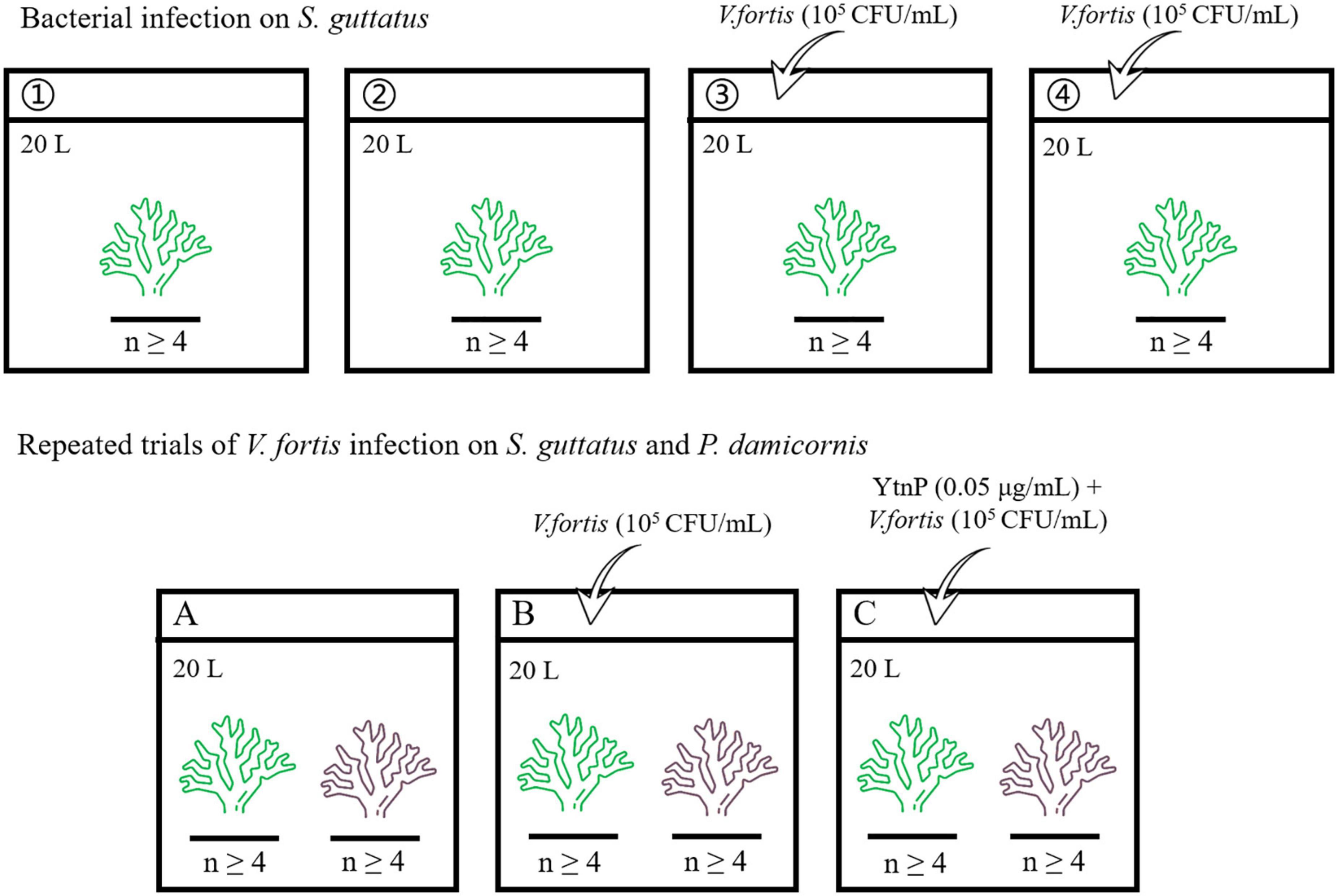 Identification of quorum sensing-regulated Vibrio fortis as potential pathogenic bacteria for coral bleaching and the effects on the microbial shift